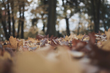 autumn leaves