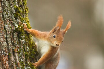 Ein neugieriges rotes Eichhörnchen an einem Baum, sciurus vulgaris