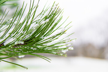 Close up of pine tree branch covered in snow on a cold snowy Winter day. blur and shallow depth of field. snow snowing.