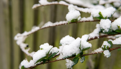 snow on green tree stick with wooden background