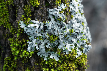 Lichen Parmelia sulcata and bright green moss on a tree bark