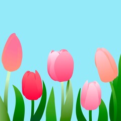 Blooming tulips on a blue background. Flowers of different shades of red with green branches and leaves. 