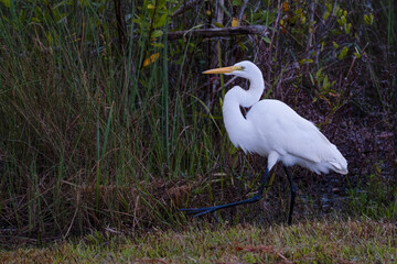 Great Egret in the Florida Everglades