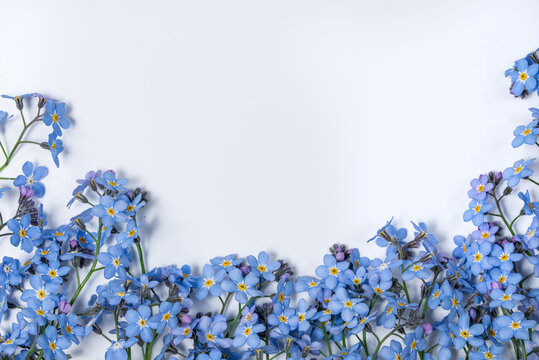 Blue Forget-me-not flowers on a white background. Little blue flowers on a  white background with place for text