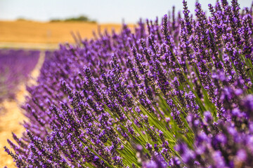 Naklejka na ściany i meble lavender fields in france