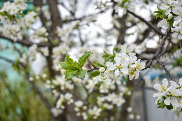 apple blossoms in early spring