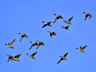 Northern pintail flock