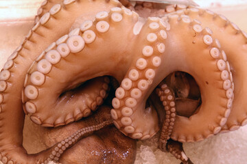 Raw octopus or cuttle fish tentacles on ice