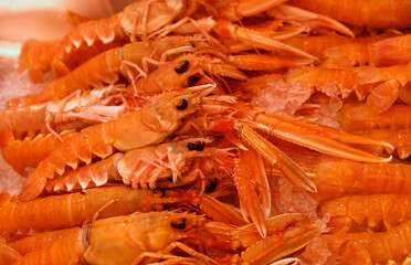 Fresh catch of langoustine lobsters on ice