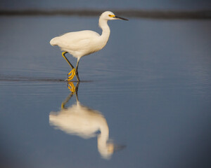 Great White Egret (Ardea alba)