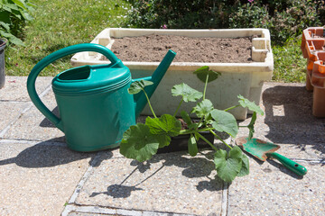 Zucchini plants before planting in a flowerpot and watering can © oceane2508