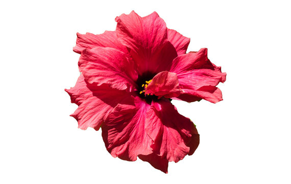 Pinke Hibiskusbl&uuml;te isoliert freigestellt