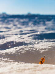 Dry leaf from lime tree seed stuck in snow drift on sunny winter day, with bright blue sky in background