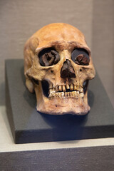 Ancient human skull in the museum.