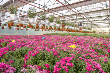 rows of young flowers aster in greenhouse with a lot of indoor plants on plantation