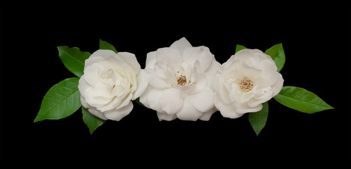 Border of White rose flowers