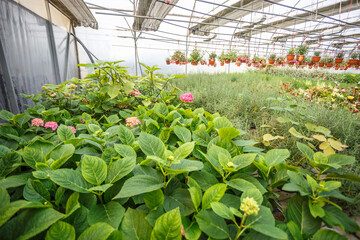 Fototapeta na wymiar rows of young flowers in greenhouse with a lot of indoor plants on plantation