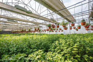 rows of young flowers in greenhouse with a lot of indoor plants on plantation