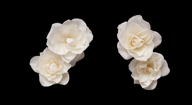 Set of White rose flowers isolated on black background