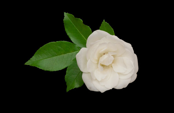 White rose flower isolated on black background