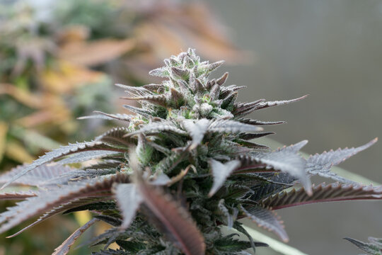 Purple Cannabis Flower Growing Indoors