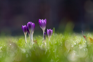 First purple Crocus flowers announcing that spring is coming with a bokeh background. Crocus is a...