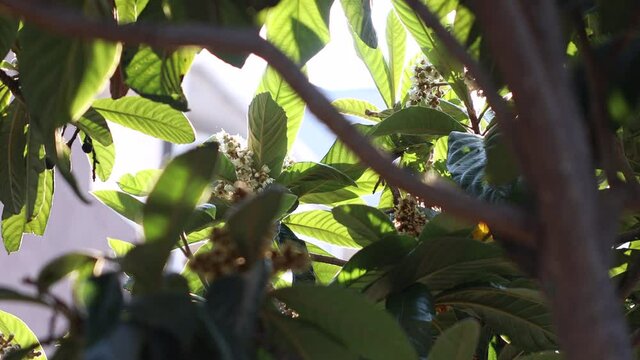 Blossom flowers of a loquat tree (Eriobotrya japonica) in the Algarve, Sochi - Russia