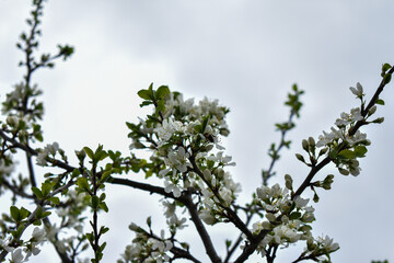 apple blossoms in early spring