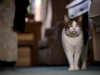 Tabby Cat At Home