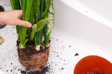Transplanting home sansevieria plant from old small pot by male hands in the bath