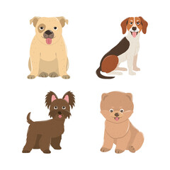 Fototapeta premium pets dogs puppy little animals domestic canine