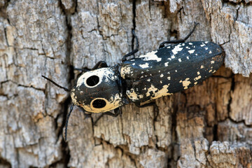 Zuni Click Beetle (Alaus zunianus)