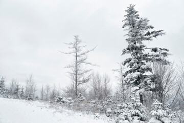 Snowy winter landscape. Snow covered forest in mountain.
