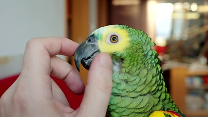 Turquoise-fronted amazon parrot (Amazona aestiva) enjoys cuddling by human hand in 4K VIDEO. Cute green friendly pet bird with his owner. Close-up.