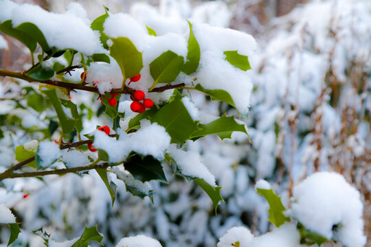 Ilex unter Schnee mit Fruchtbehang