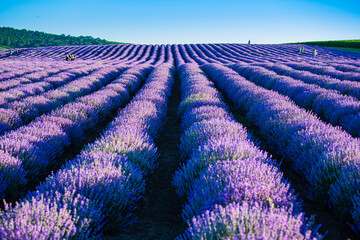 Purple lavender flowers blooming field summer sunset landscape near Targu Mures.Romania