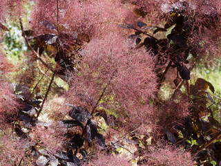 Panicules plumeuses rosâtre et pourpre d'arbre à perruques 'Pourpre royal' ou barbe de Jupiter (Cotinus coggygria)