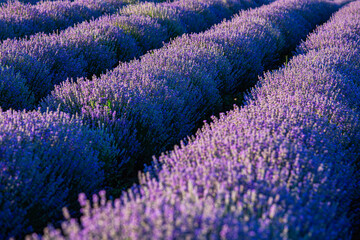 Purple lavender flower detail. Floral landscape with beautiful violet blooming