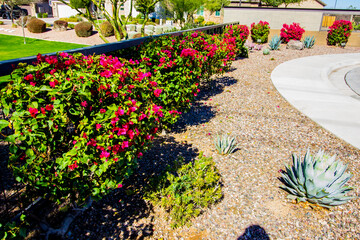 Colorful Desert Landscaping With Blooming Flowers