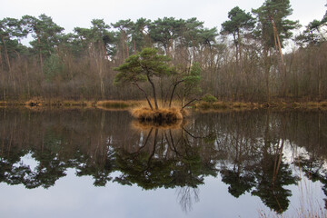 Tree reflecting on still water