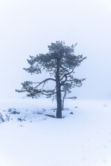 Lonely tree standing in deep snow on the mountain summit