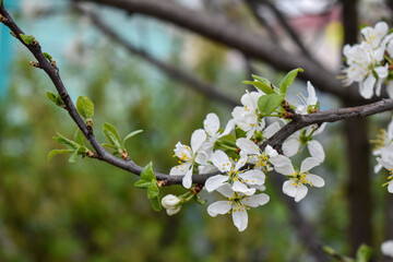 apple blossoms in early spring