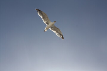 seagulls