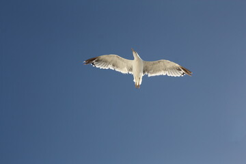 seagulls