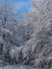 Schnee bedeckte Bäume im winterlichen Wald
