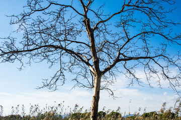 Totally bare tree, without leaves or vegetation, in the middle of a sunny day.
