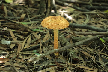 Hongos