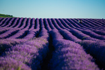 Fototapeta na wymiar Multiple rows of purple lavender in the rural country of transylvania