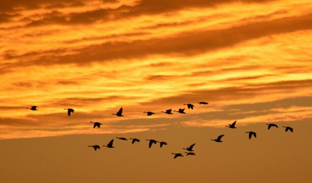 Geese In Flight