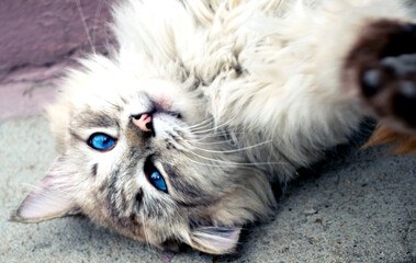 Cat. Cute cat. Blue cat eyes.
